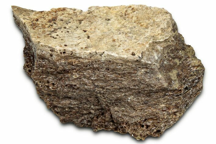 Fossil Tyrannosaur (T rex) Bone Section - Wyoming #328689